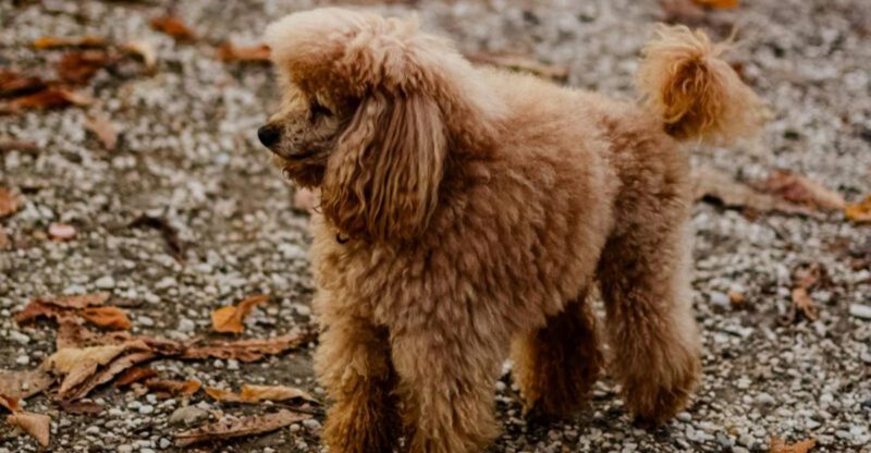 10 Dog Breeds That Copy Your Daily Rituals Without You Noticing