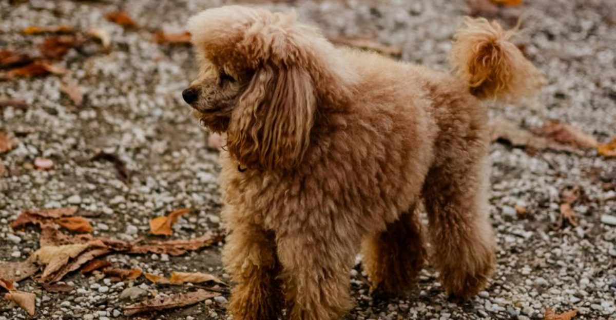 10 Dog Breeds That Copy Your Daily Rituals Without You Noticing