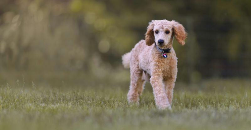 10 Dog Breeds That Form Unbreakable Bonds With Kids