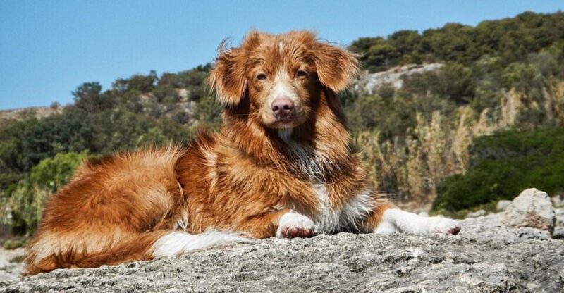 10 Dog Breeds That Get Emotionally Attached to Other Pets Not Just People