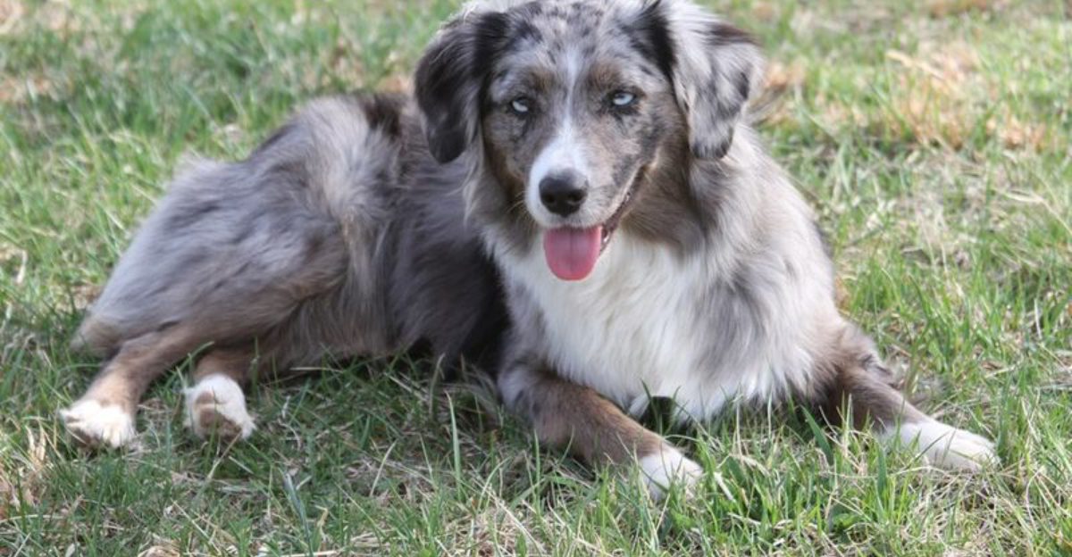 10 Dog Breeds That Have Similar Traits to Australian Shepherds