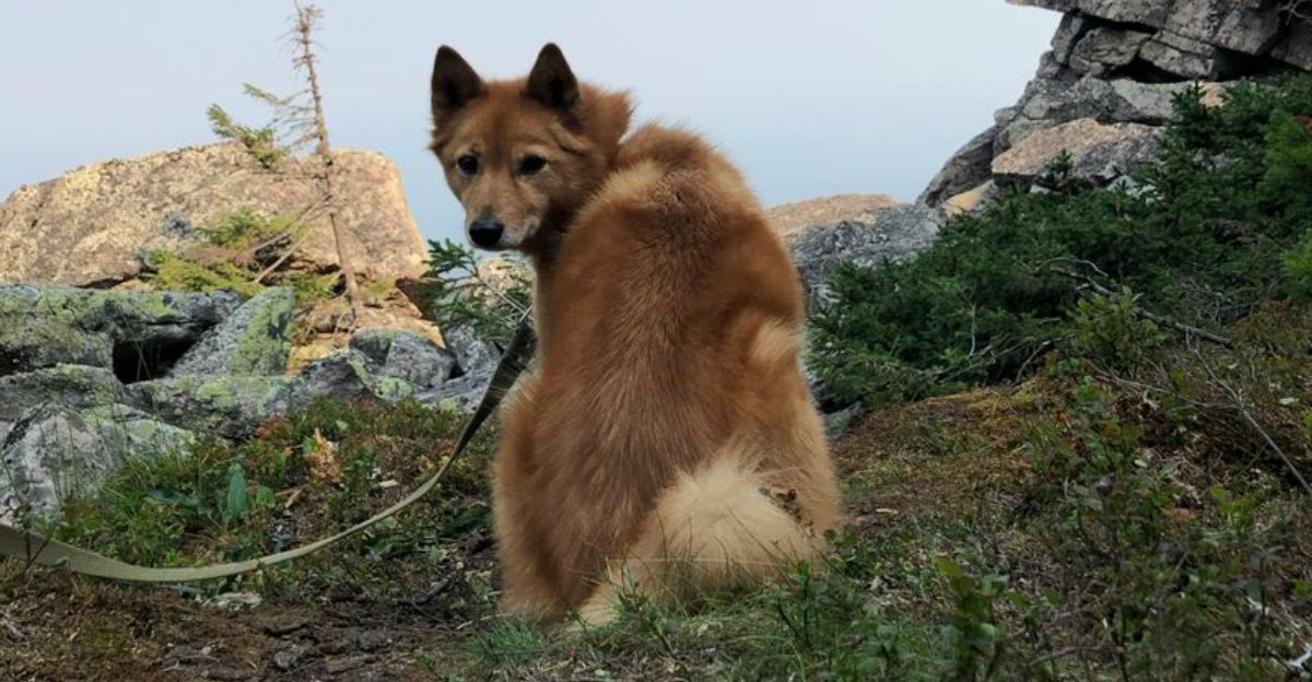 10 Dog Breeds That Look Remarkably Similar to