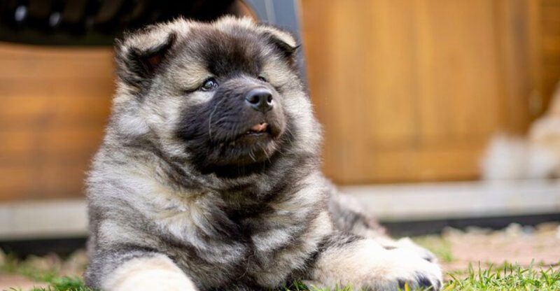 10 Dog Breeds That Love One Room More Than the Whole House And the Real Reason