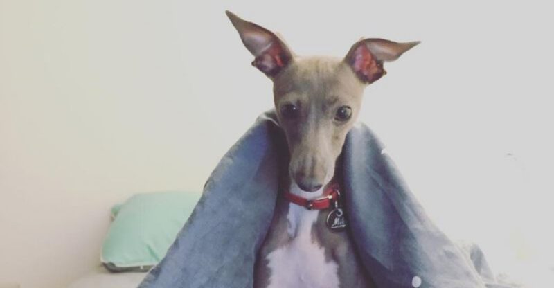 10 Dog Breeds That Love Sleeping Against a Wall What It Signals