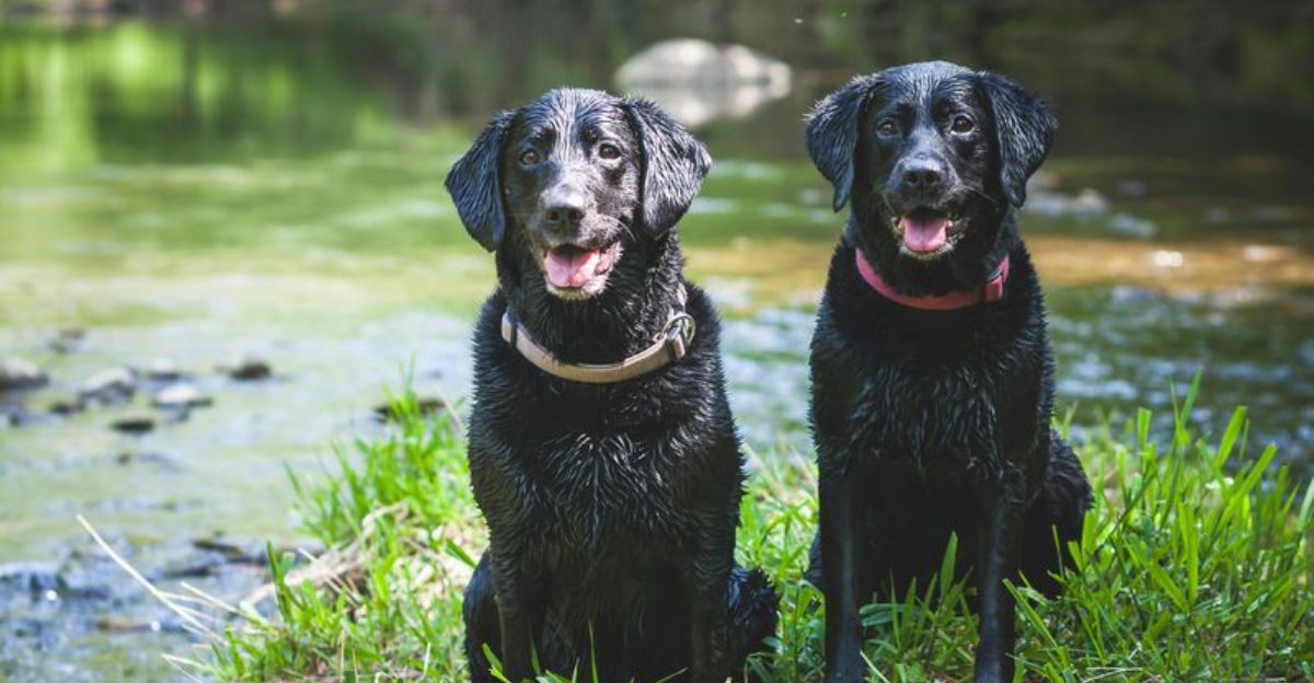 10 Dog Breeds That Love Water Until Its Bath Time