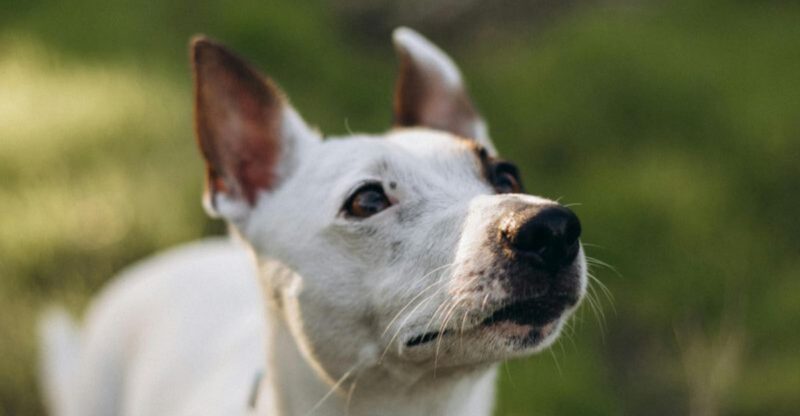 10 Dog Breeds That Magically Forget Commands They Dont Like