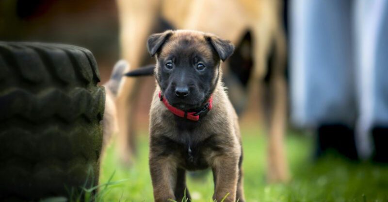 10 Dog Breeds That May Not Be the Ideal Choice for Families