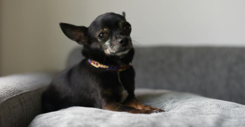 10 Dog Breeds That Overreact Hilariously to Everyday Household Sounds