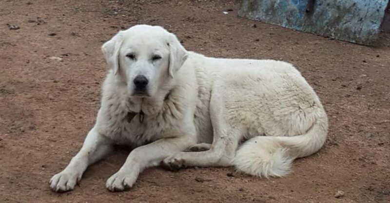 10 Dog Breeds That Refuse To Relax Until Theyve Checked Every Window and Door