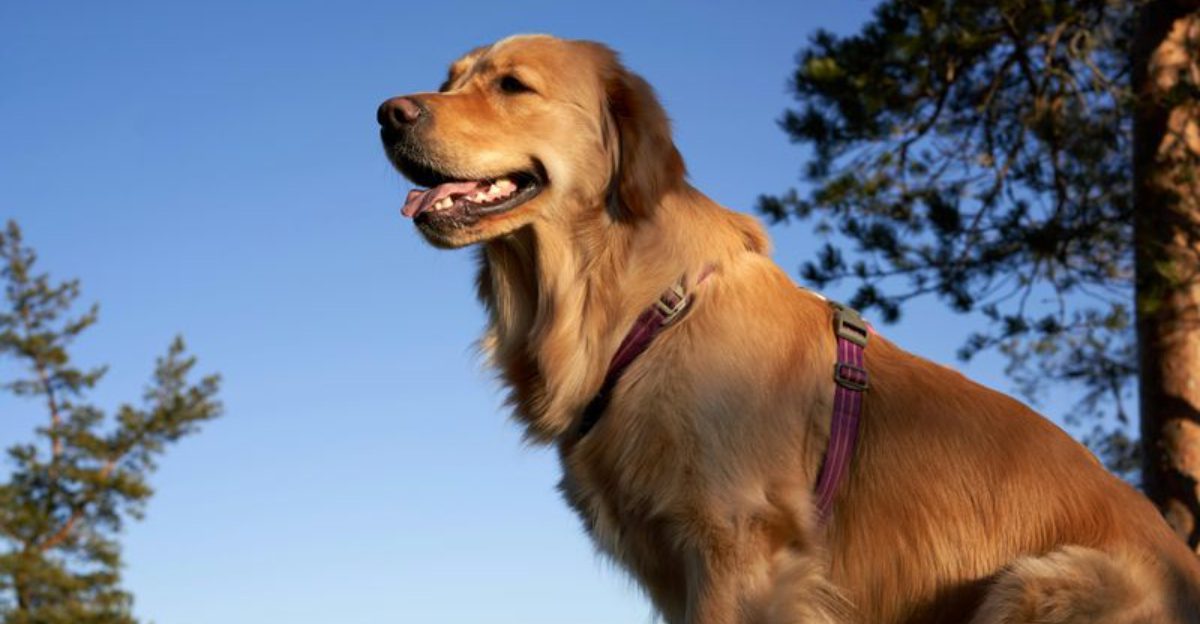 10 Dog Breeds That Respond to Your Tone of Voice Faster Than Youd