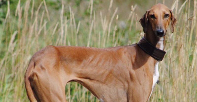 10 Dog Breeds That Stare at You Like Theyre Reading Your Mind and Why They Do It