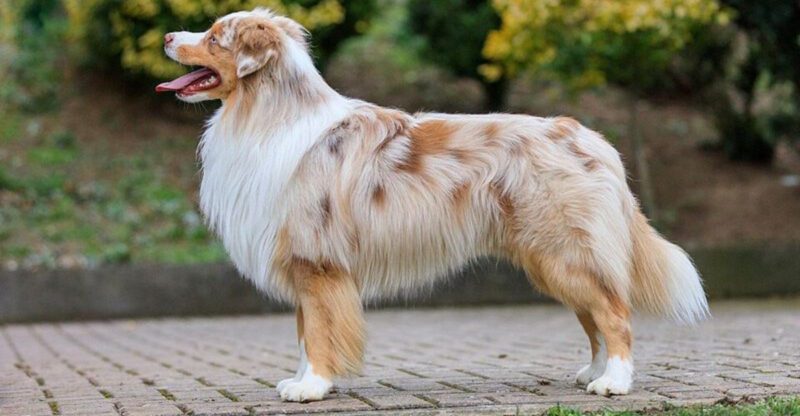 10 Dog Breeds That Subtly Nudge You to Move More When Youve Been Sitting Too Long