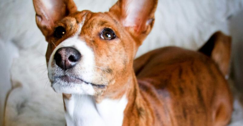 10 Dog Breeds With Iron Stomachs And 5 That Need Extremely Gentle Diets
