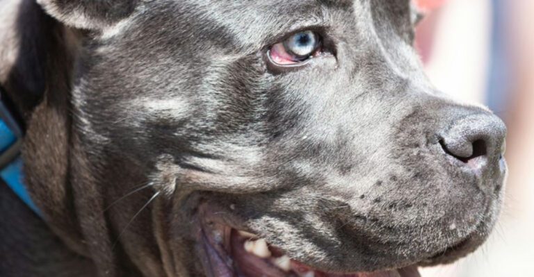 10 Dog Breeds with Bite Forces Comparable to Wild Predators dog news