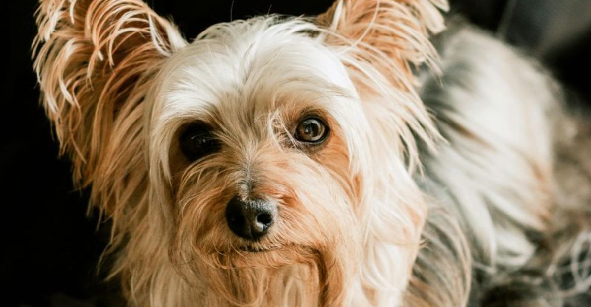 10 Dog Types That Change Color As They Grow Up
