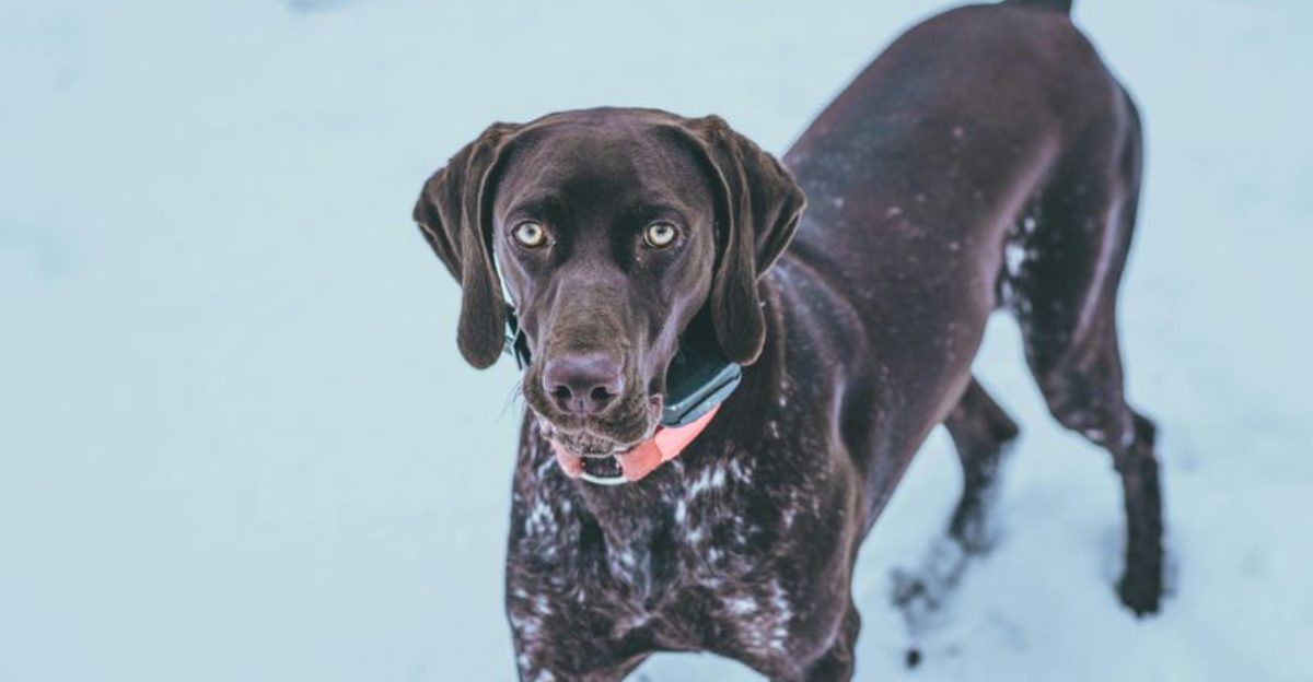 10 Elite Hunting Dog Breeds Known for Remarkable Accuracy and Skill