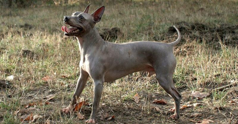 10 Newly Recognized Dog Breeds — and 5 That Still Havent Earned Approval