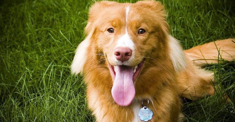 10 Retriever Breeds The Fetch Styles That Make Each One Different