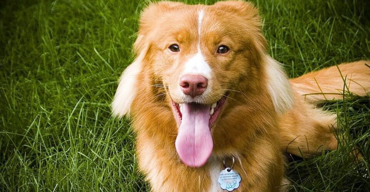 10 Retriever Breeds The Fetch Styles That Make Each One Different