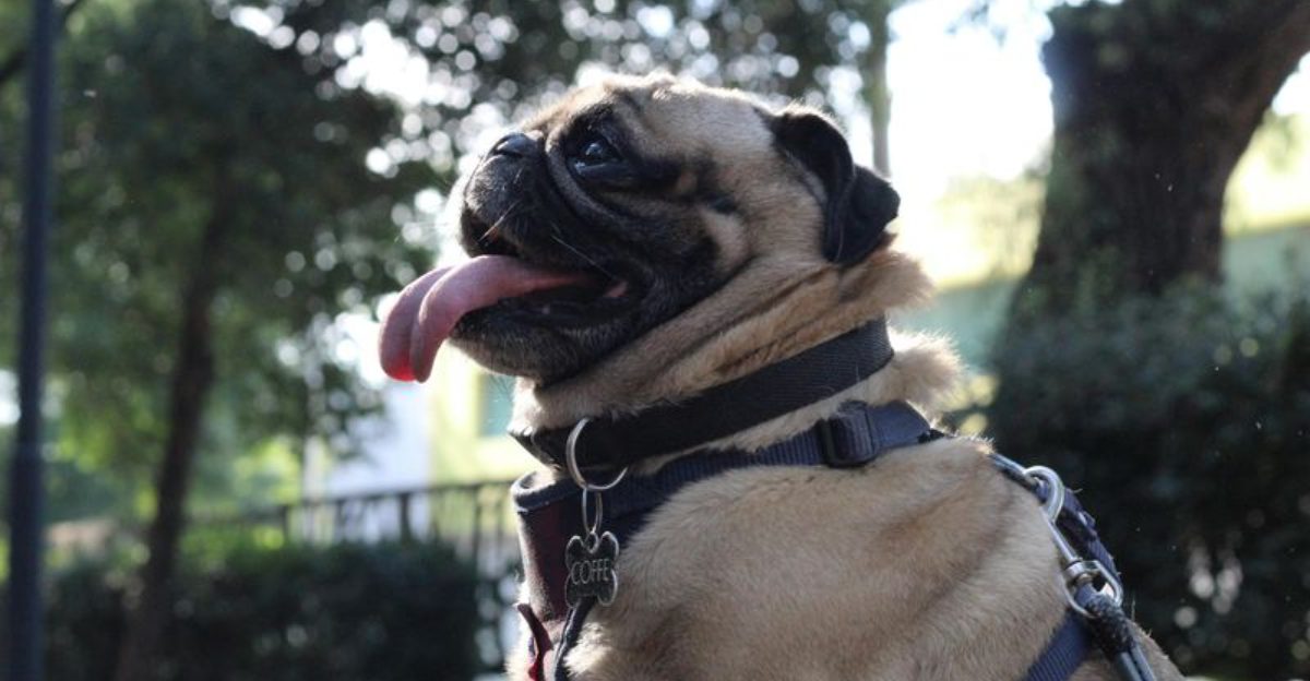 10 Signs Your Dog Is Under Exercised That Dont Look Like Hyperactivity