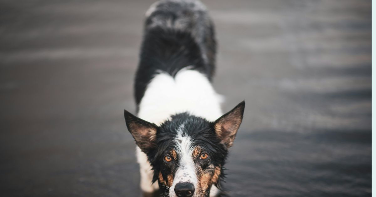 10 Smart Dog Breeds That Learn House Rules Shockingly Fast