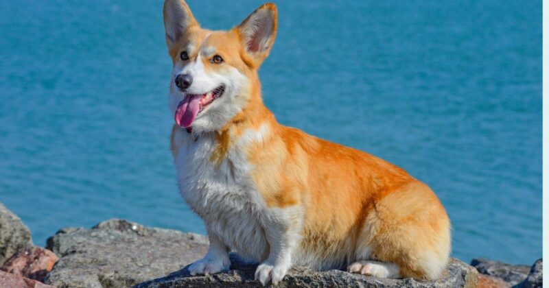 11 Best Dog Breeds for Seniors Who Still Love Daily Walks