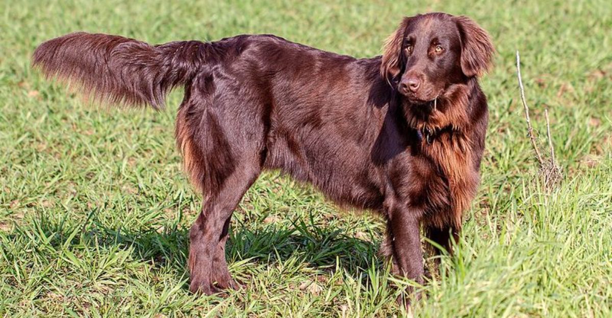 11 Breeds That Love Carrying Things From Toys to Leashes to Helping Around the House
