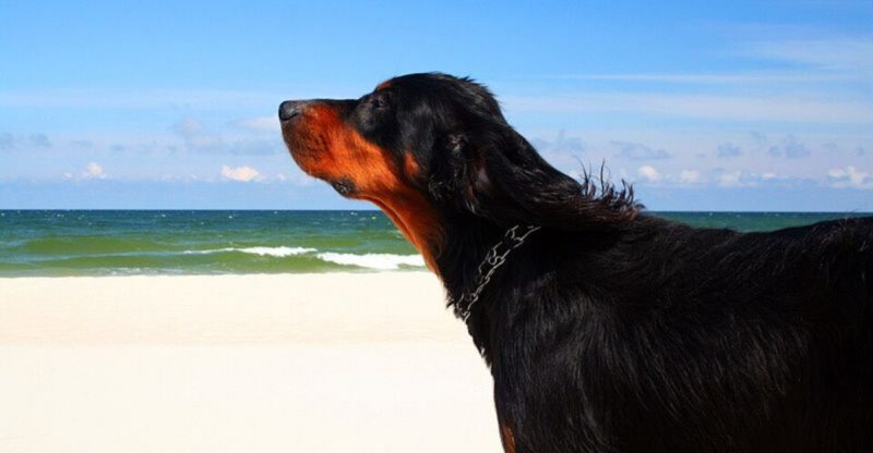 11 Breeds Vets See Most Often With Weekend Warrior Injuries From Overexcited Owners