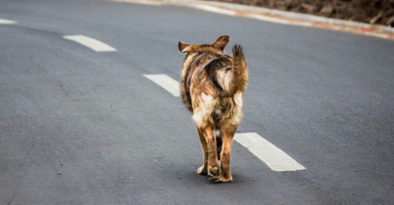 11 Dog Behaviors That Look Like Disobedience But Are Actually Stress Signals