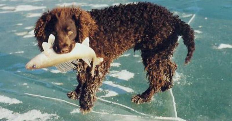 11 Dog Breeds Commonly Described as Emotionally Steady in Busy Homes