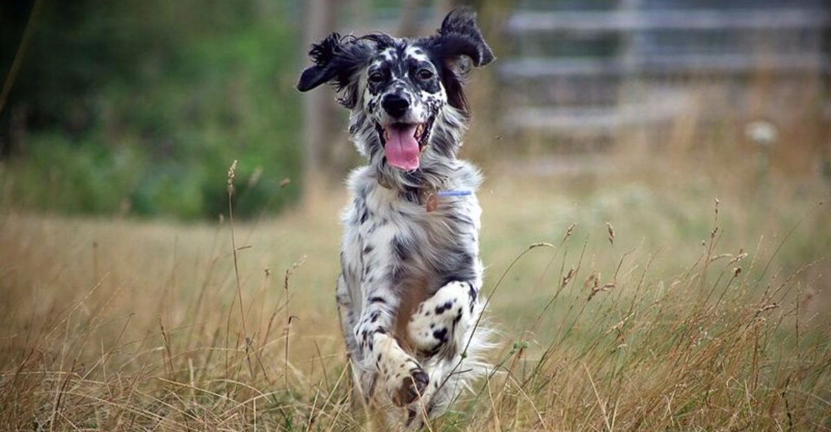 11 Dog Breeds That Adjust Their Play Style Based on Your Energy Level That Day