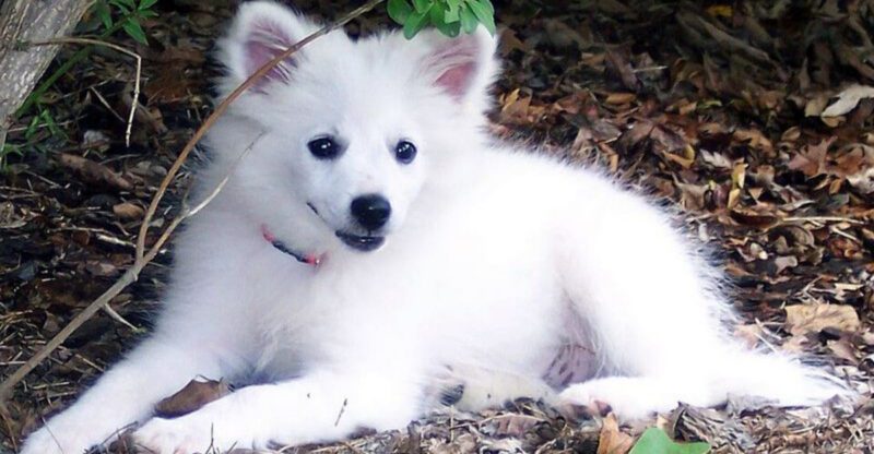 11 Dog Breeds That Are Highly Reinforcement Sensitive Why Small Habits Become Big Patterns