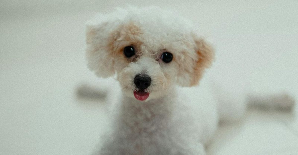 11 Dog Breeds That Can Be Fussy About Texture Food Bedding Floors Try These Easy Swaps