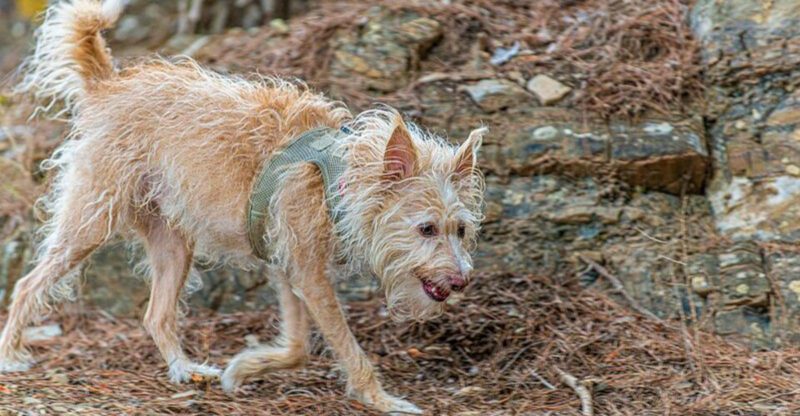 11 Dog Breeds That Can Sense Visitors Long Before the Doorbell Rings