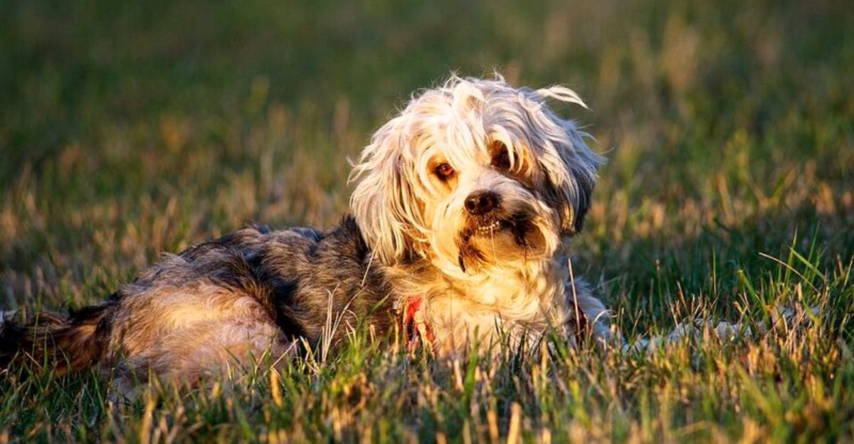 11 Dog Breeds That Celebrate Dinner Like Its a Holiday And How to Prevent Bad Habits
