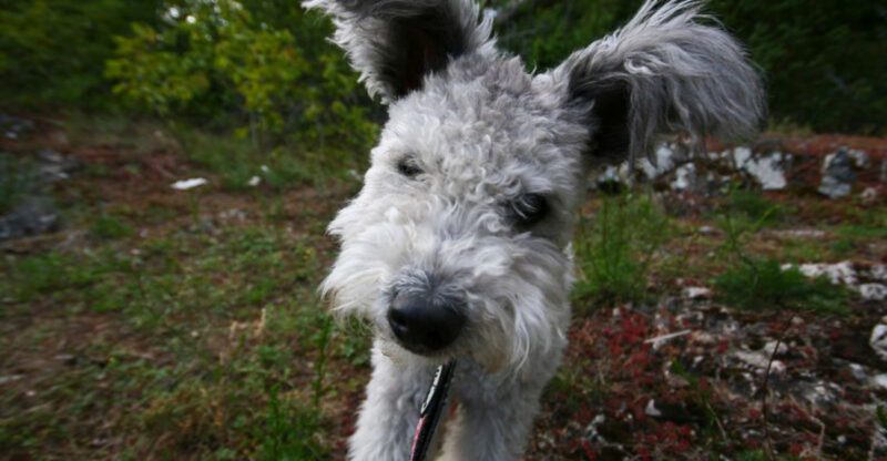 11 Dog Breeds That Commonly Struggle With Car Rides What To Fix Before the Next Trip