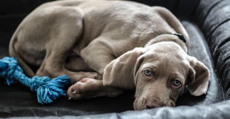 11 Dog Breeds That Get Extra Clingy When Youre Sick And Dont Leave Your Side dog news