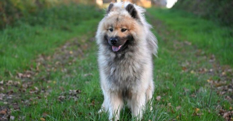 11 Dog Breeds That Get Weird When You Rearrange Furniture What That Says About Canine Stress dog news