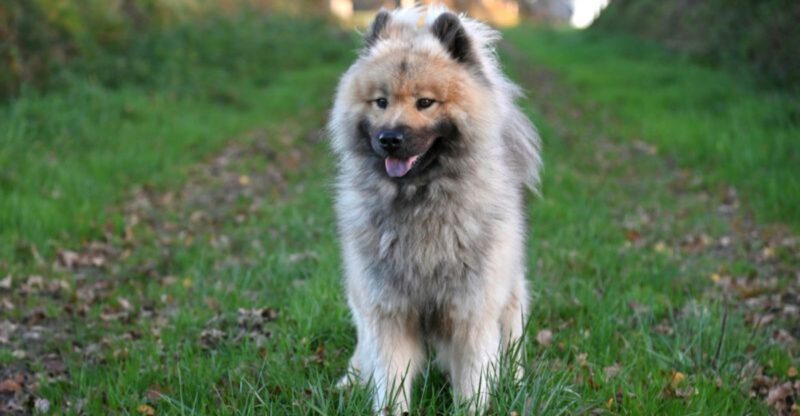 11 Dog Breeds That Get Weird When You Rearrange Furniture What That Says About Canine Stress