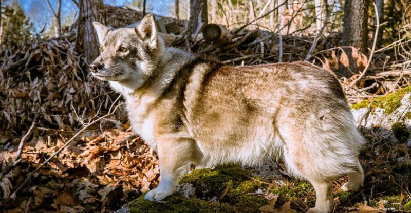 11 Dog Breeds That Invent Their Own Games When They Get Bored