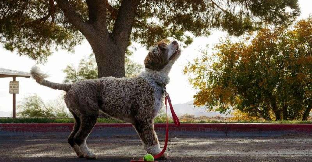 11 Dog Breeds That Light Up the Moment You Praise Them