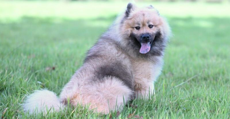 11 Dog Breeds That Look Like Theyd Love Winter but Actually Dont Heres What to Watch For