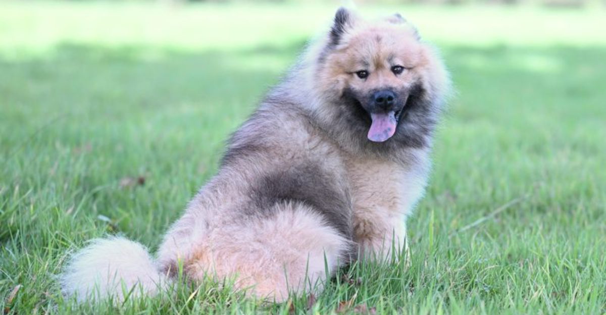 11 Dog Breeds That Look Like Theyd Love Winter but Actually Dont Heres What to Watch For