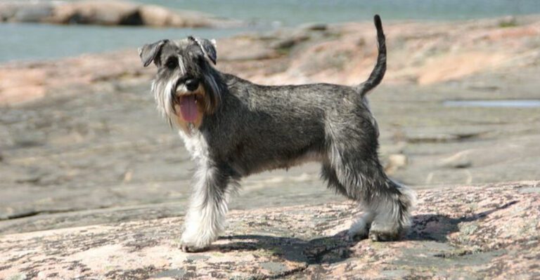 11 Dog Breeds That Naturally Help Keep Snakes Away dog news