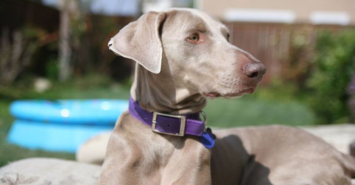 11 Dog Breeds That Need Constant Eye Contact to Feel Secure