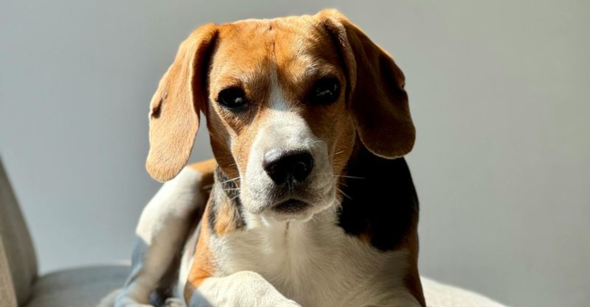 11 Dog Breeds That React to Music Like It Was Written Just for Them