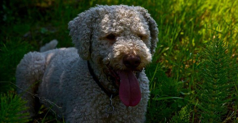 11 Dog Breeds That React to Perfumes and Air Fresheners What to Remove First