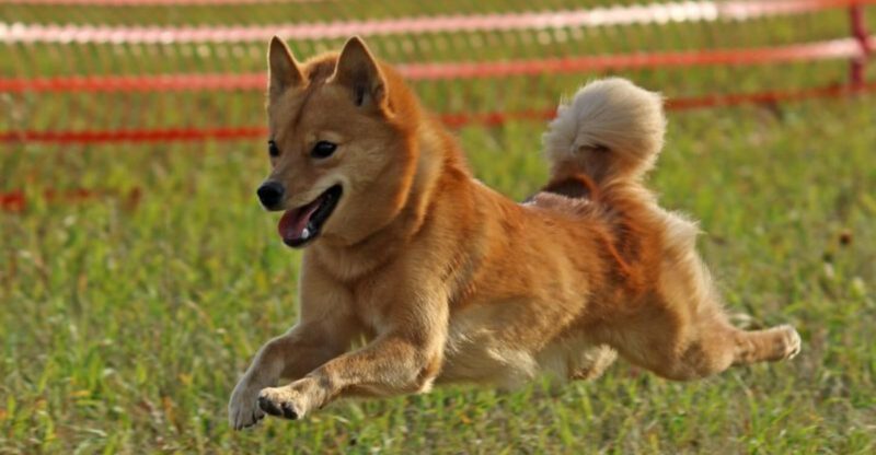 11 Dog Breeds That Represent Their Countries and Carry National Pride