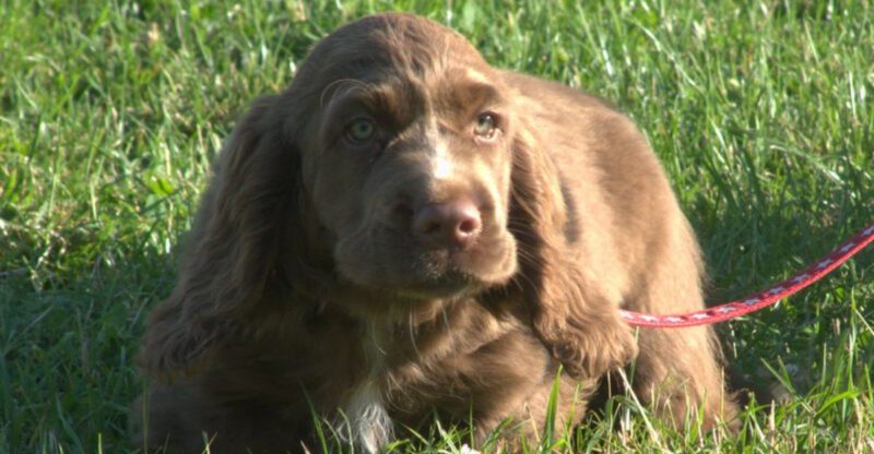 11 Dog Breeds That Seem Low Energy Until You Fix This One Daily Routine