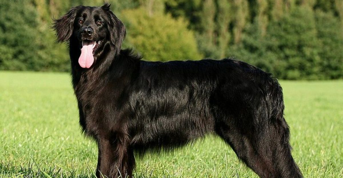 11 Dog Breeds That Switch Personalities Depending on Who Walks Through the Door